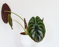 Alocasia Cuprea Ã¢â¬ÅRed SecretÃ¢â¬Â exotic houseplant close-up